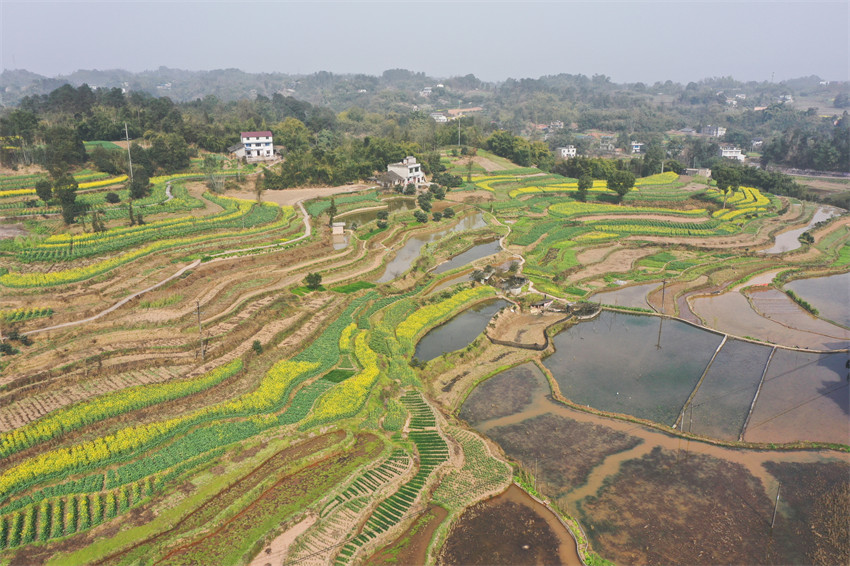 2月20日，瀘州市納溪區(qū)上馬鎮(zhèn)太平村梯田油菜花海盛開(kāi)。陳揚(yáng)攝
