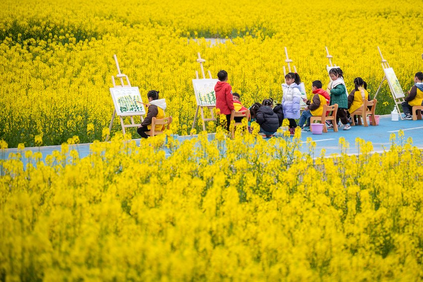 春回大地，油菜花開。翁光建攝
