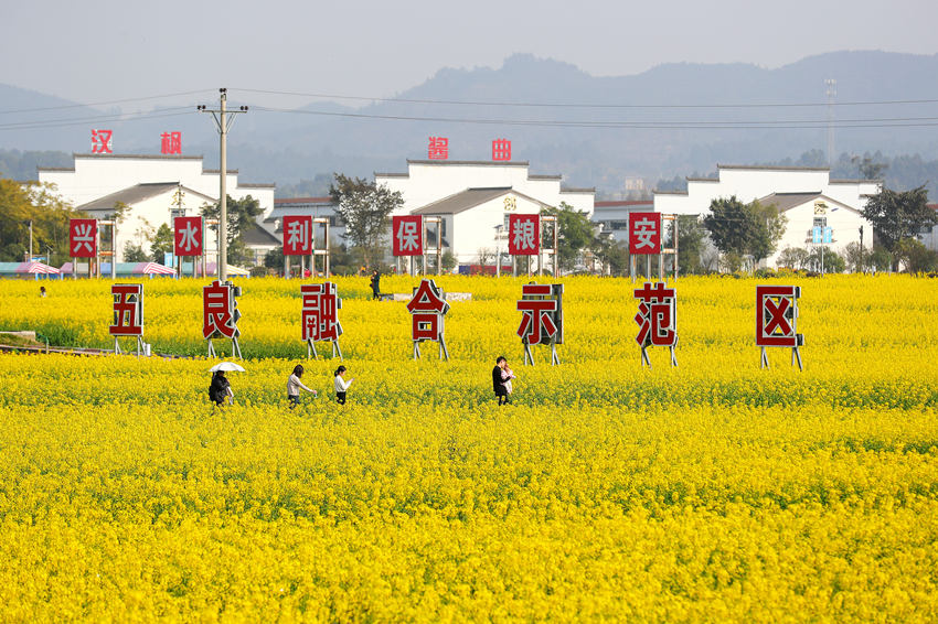 游客踏青賞花，享受春光。牟科攝 