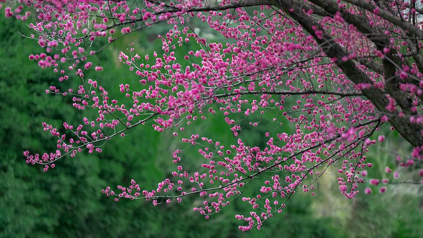 龍泉山脈，春暖花開。嘉楠攝
