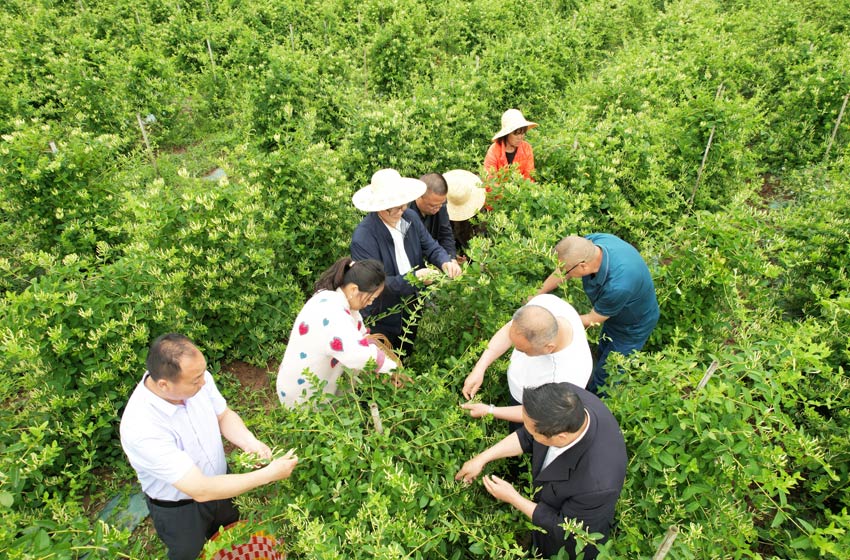 儀隴縣金銀花現(xiàn)代農(nóng)業(yè)產(chǎn)業(yè)園。受訪者供圖
