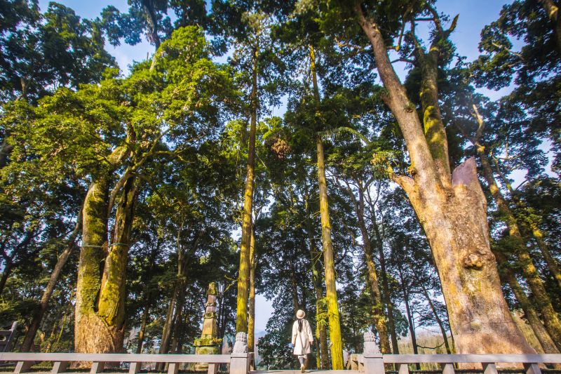 滎經(jīng)縣云峰寺古楨楠群落。郝立藝攝