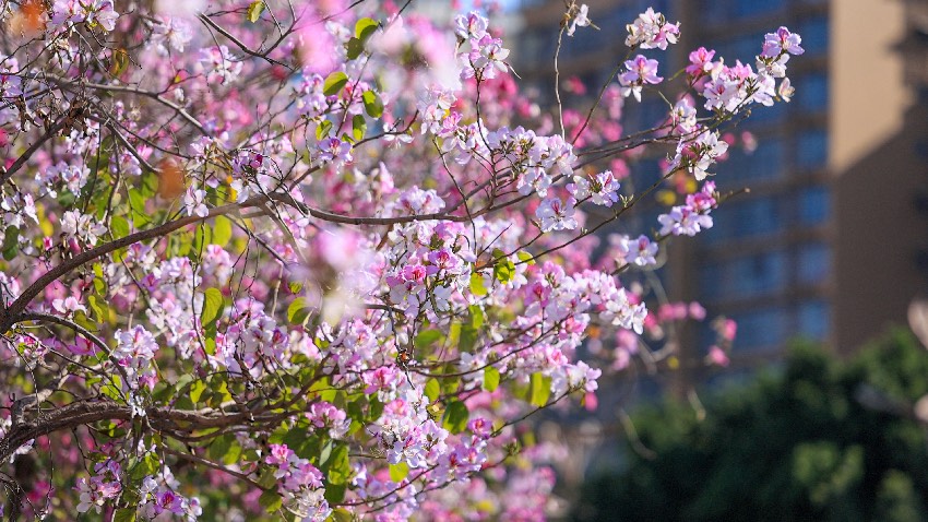 宮粉紫荊。西昌市融媒體中心供圖