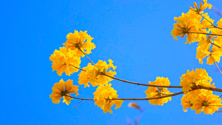 黃花風(fēng)鈴木。西昌市融媒體中心供圖
