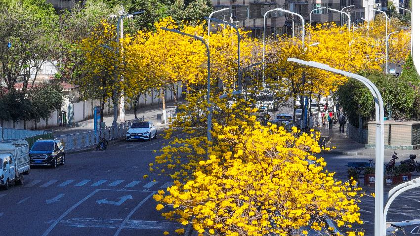 黃花風(fēng)鈴木。西昌市融媒體中心供圖