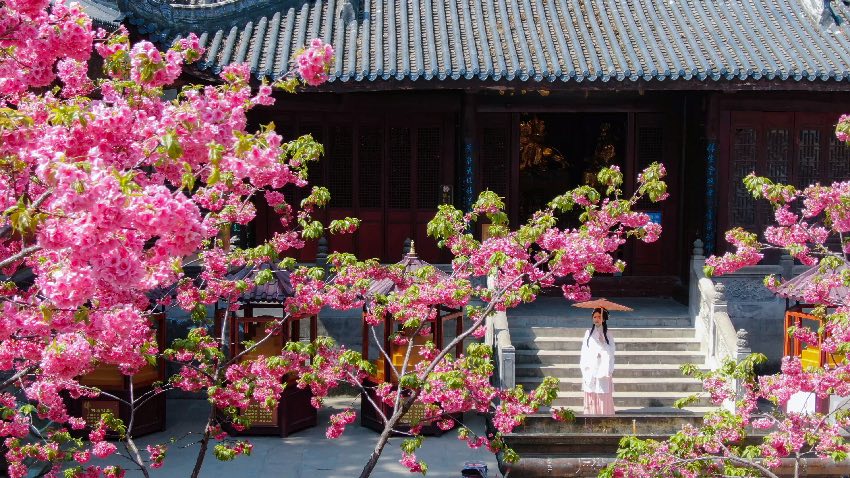 瀘山櫻花。西昌市融媒體中心供圖