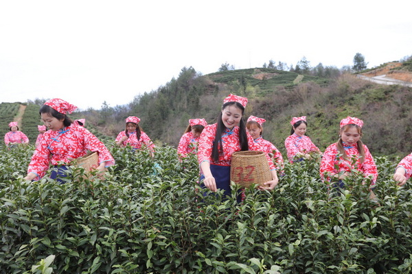 采花姑娘快樂采摘“茶青” 。馬發(fā)海供圖