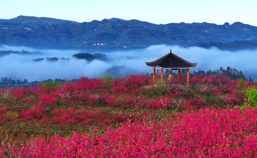 桃花朵朵開(kāi)，山村美如畫(huà)。廖勝春攝