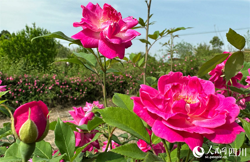 花紅葉綠美農(nóng)田。人民網(wǎng)記者 劉海天攝
