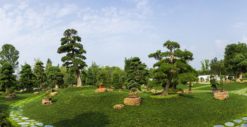 川派盆景。郫都融媒供圖