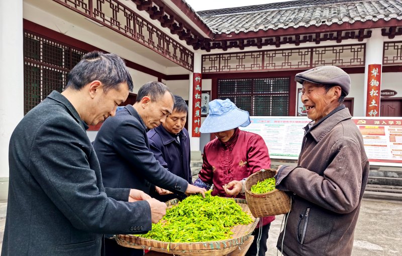 帶動(dòng)平昌縣7.2萬(wàn)戶(hù)茶農(nóng)，茶農(nóng)人均可支配收入年均增長(zhǎng)11%以上。平昌縣委組織部供圖