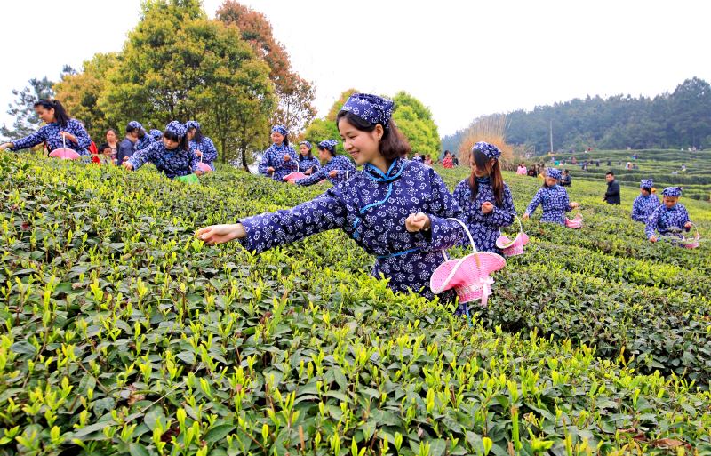平昌縣高標(biāo)準(zhǔn)茶園。平昌縣委組織部供圖