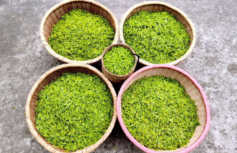 今年4月底，平昌縣新建大宗茶生產(chǎn)線將全面完成調(diào)試投產(chǎn)，預(yù)計年產(chǎn)量突破3000噸，產(chǎn)值逾1.8億元。平昌縣委組織部供圖