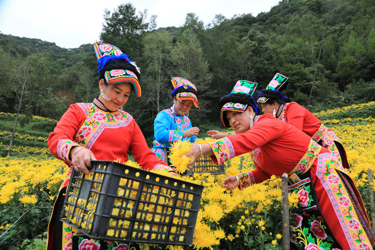 村民采摘黃菊。阿壩州委網(wǎng)信辦供圖