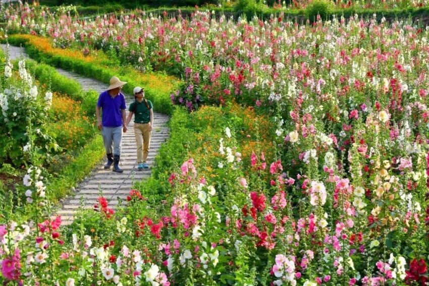 蜀葵花海。金堂融媒體中心供圖