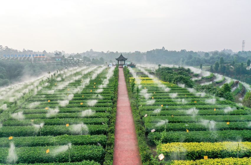 翠屏區(qū)金秋湖鎮(zhèn)茶園里，茶葉節(jié)水霧灌系統(tǒng)。王宇供圖