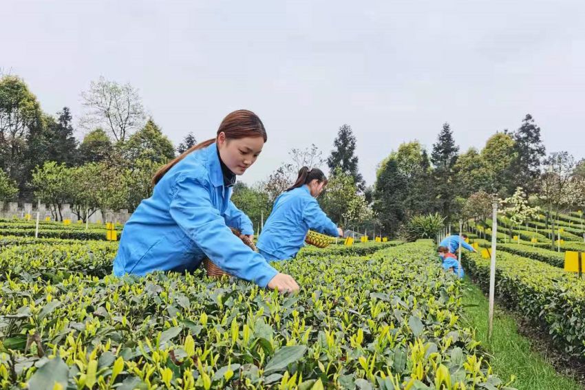 早白尖茶葉基地工人采茶忙。王春艷供圖