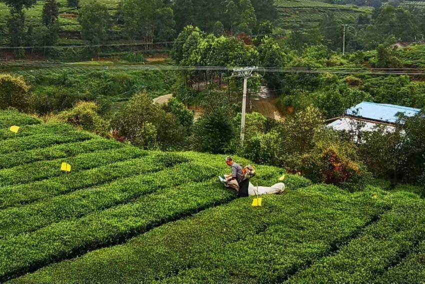 茶農(nóng)在茶園里采茶。榮縣縣委宣傳部供圖
