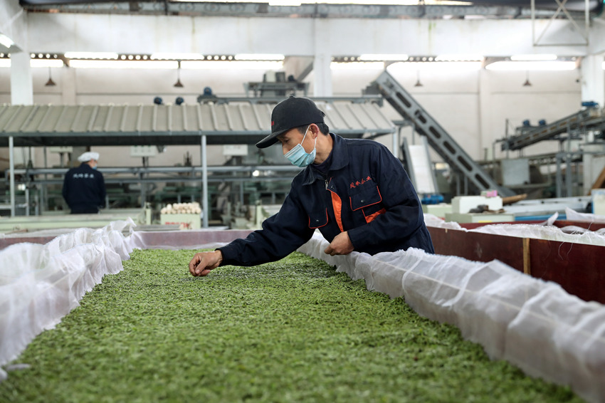 瀘州市納溪區(qū)護國鎮(zhèn)的茶葉加工企業(yè)工人在生產(chǎn)線工作。高銀松攝