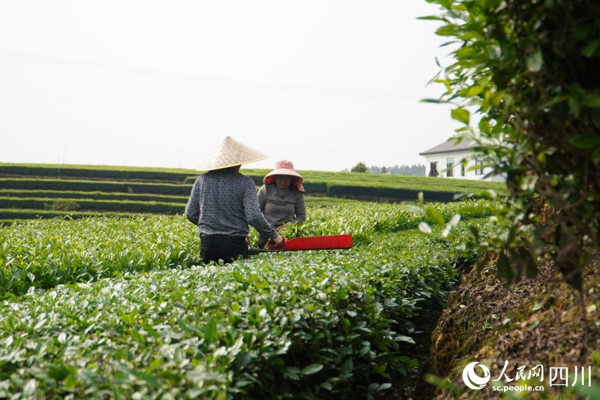 夾江縣的茶農(nóng)在采摘夏秋茶。人民網(wǎng) 趙祖樂攝