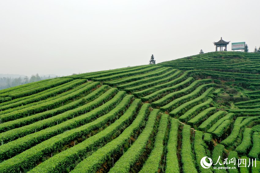 安裝了智能霧灌器的梅嶺茶山。人民網(wǎng) 趙祖樂攝