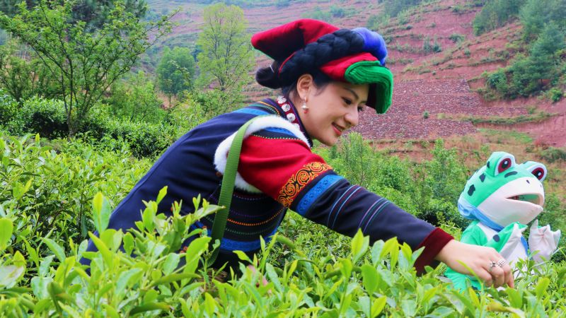 采茶體驗(yàn)。喜德縣委組織部供圖