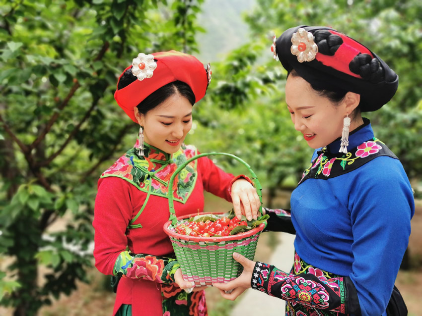 汶川大櫻桃，永現(xiàn)中國(guó)紅。汶川縣融媒體中心供圖