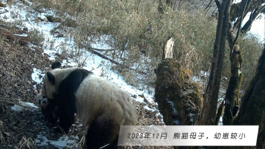 2023年12月熊貓母子，幼崽較小。大熊貓國(guó)家公園大邑管護(hù)總站供圖