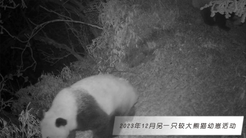 2023年12月另一只較大熊貓幼崽活動(dòng)。大熊貓國(guó)家公園大邑管護(hù)總站供圖