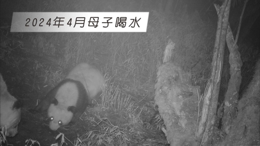 2024年4月母子喝水。大熊貓國(guó)家公園大邑管護(hù)總站供圖