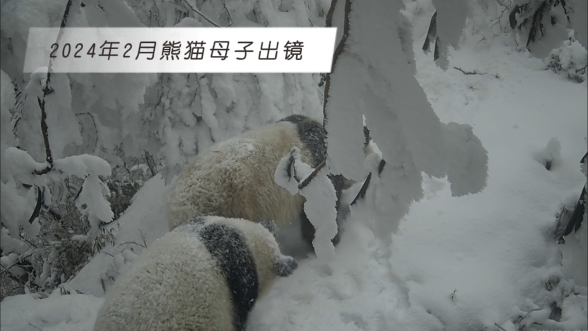 2024年2月熊貓母子出鏡。大熊貓國(guó)家公園大邑管護(hù)總站供圖