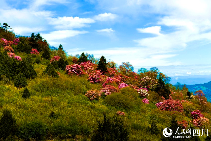 涼山金陽(yáng)縣波洛10萬(wàn)畝索瑪花次第開(kāi)放，美不勝收。賈巴爾且攝