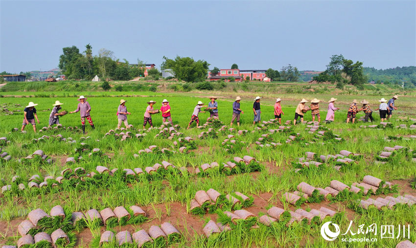 草帽成風(fēng)景，勞動(dòng)美家園。人民網(wǎng)記者 劉海天攝