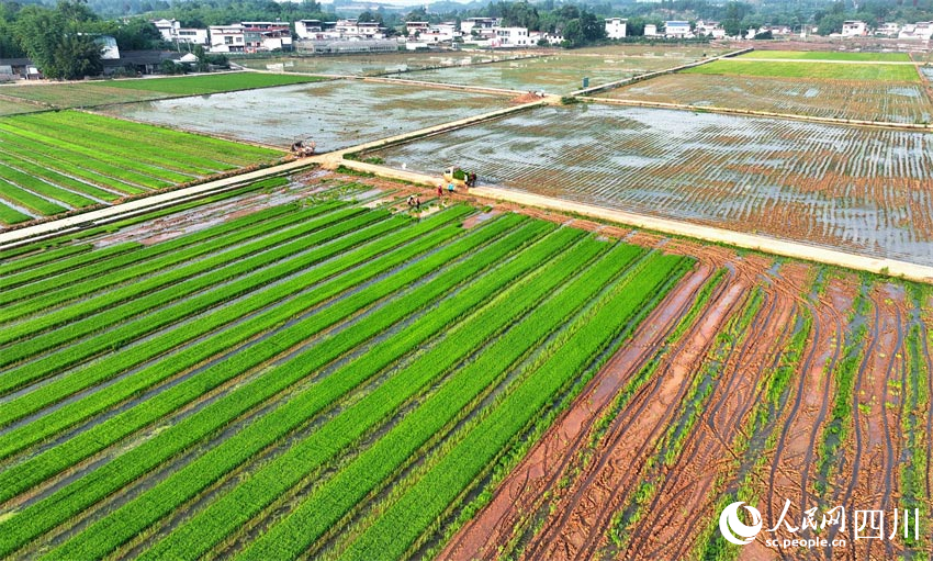 插秧天府地，作畫綠水田。人民網(wǎng)記者 劉海天攝
