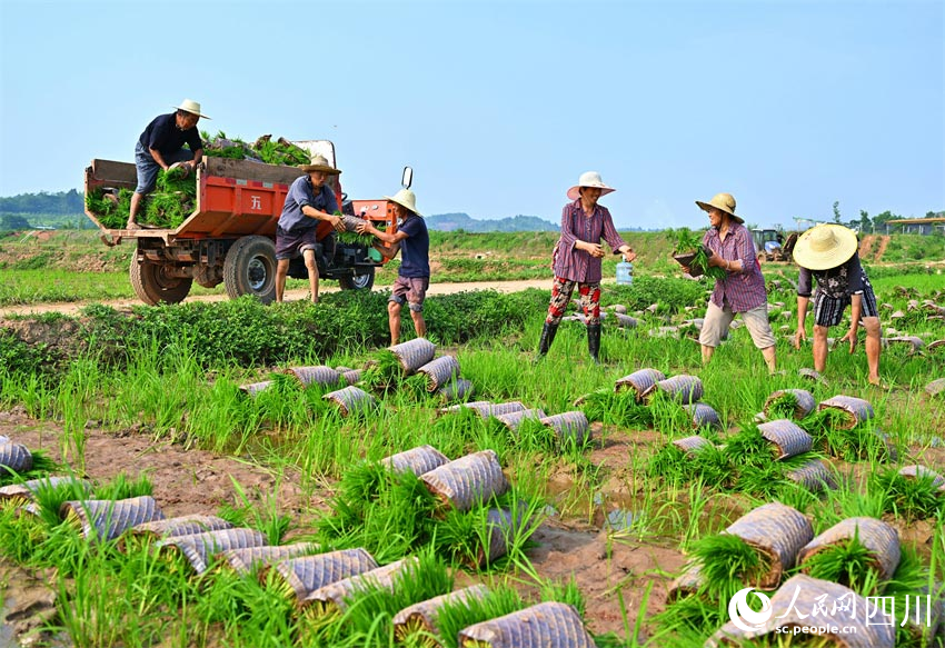 足下青苗盛，臉上笑容甜。人民網(wǎng)記者 劉海天攝