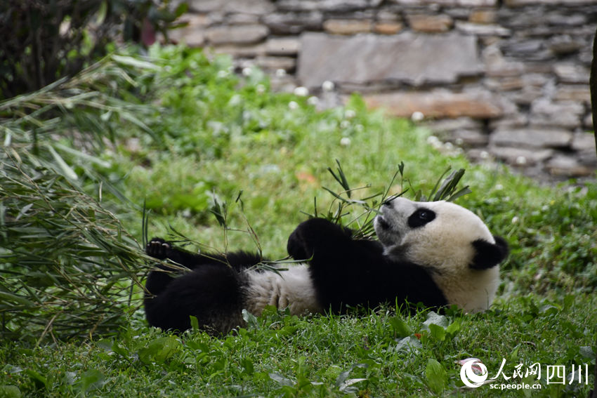 傳說中的“躺吃！”——大熊貓“盼月”的幼崽。人民網(wǎng)記者 王波攝
