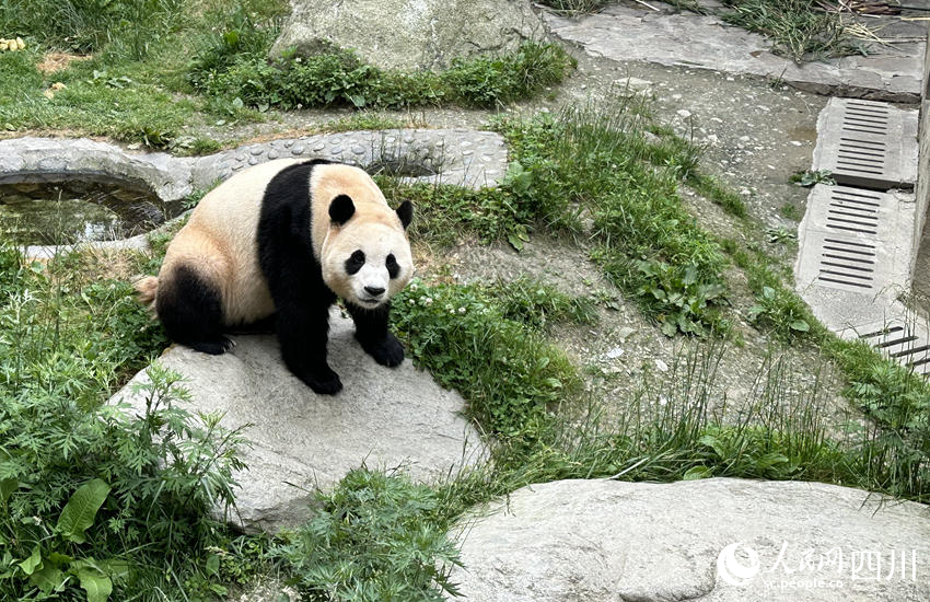 工作人員介紹，剛從韓國回到家鄉(xiāng)的大熊貓“福寶”，如今還未滿4歲，也屬于“未成年滾滾”。人民網(wǎng)記者 王波攝