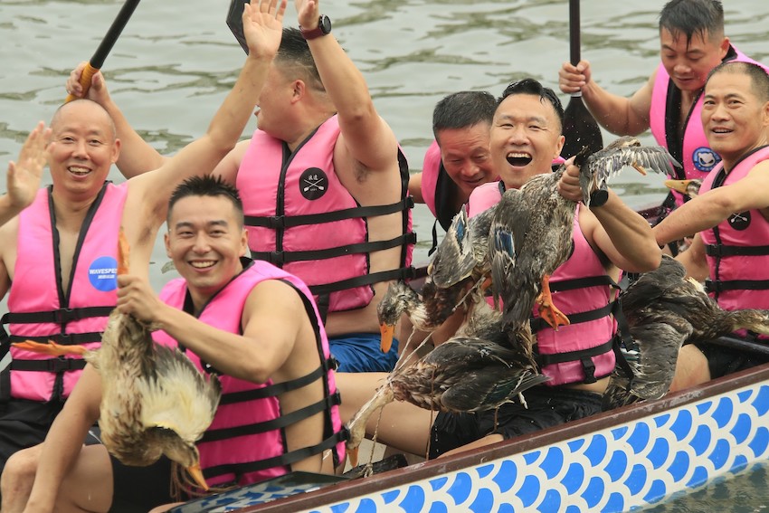 南河上演搶鴨子大戲，獲勝者“狂炫耀”搶到的鴨子。新津區(qū)委宣傳部供圖