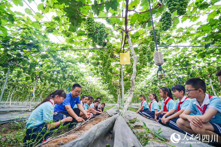 6月13日，眉山市彭山區(qū)實(shí)驗(yàn)小學(xué)學(xué)生前往當(dāng)?shù)氐钠咸逊N植基地開(kāi)展勞動(dòng)教育社會(huì)實(shí)踐活動(dòng)，學(xué)生們?cè)诹私鈹?shù)字化葡萄種植技術(shù)。翁光建攝
