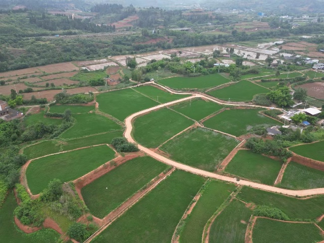 “天府糧倉(cāng)”仁壽縣富加鎮(zhèn)金鐘村土地綜合整治項(xiàng)目區(qū)。仁壽縣規(guī)劃和自然資源局供圖