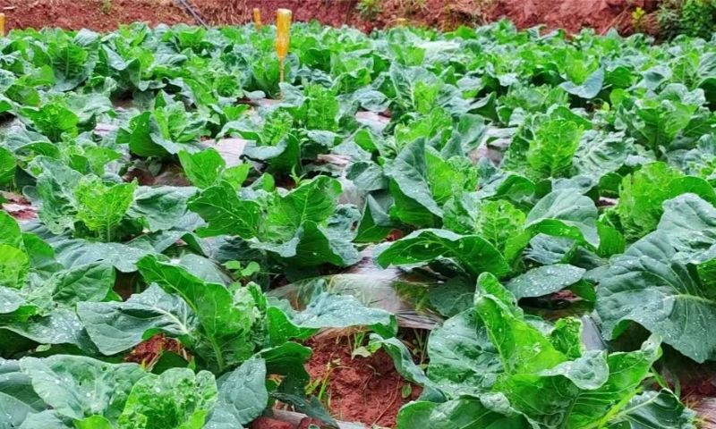 綠色無(wú)公害蔬菜種植基地里的蔬菜長(zhǎng)勢(shì)喜人。黃安菊供圖