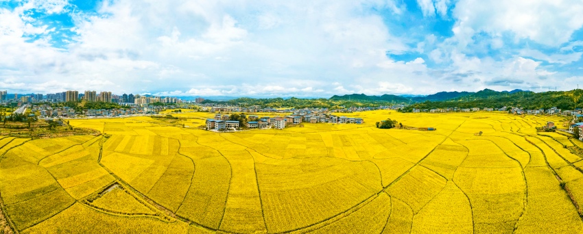 達(dá)州高產(chǎn)糧油種植基地。廖爽攝