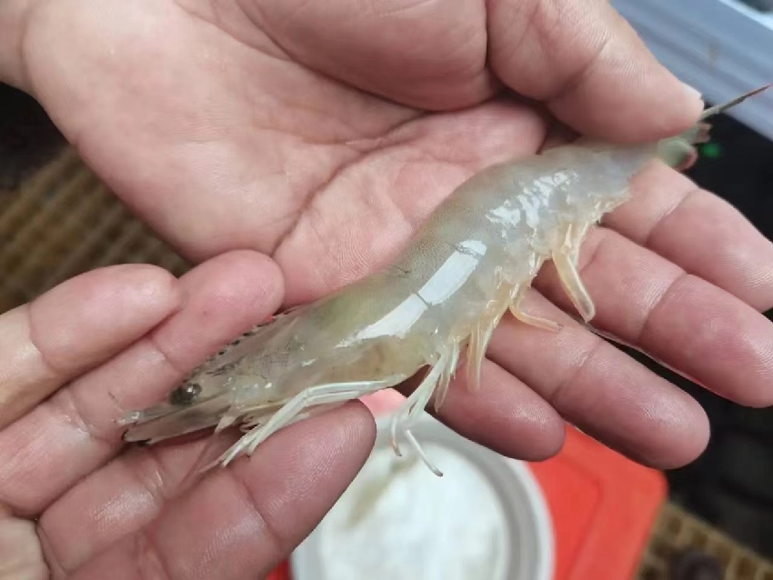 康定市魚通鎮(zhèn)趕羊村培育成功的蝦。受訪者供圖