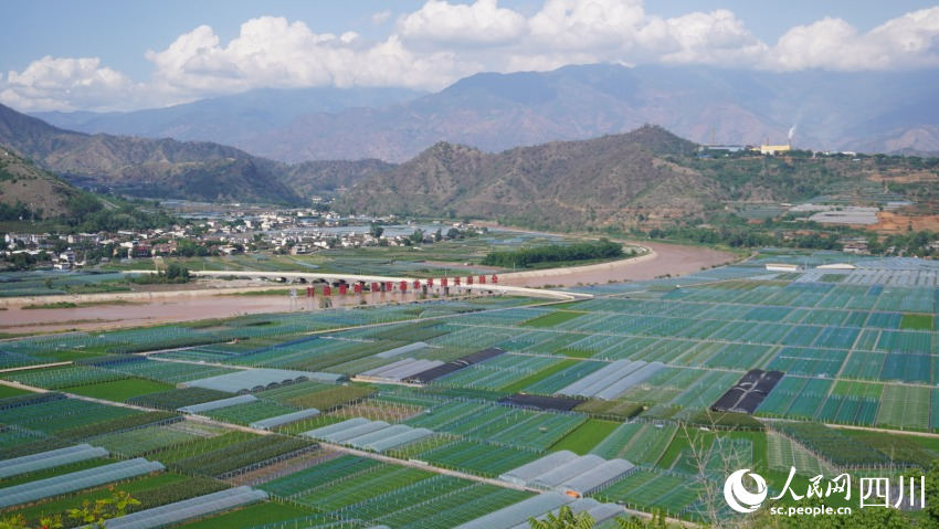 米易縣撒蓮鎮(zhèn)安全村省級五星級現(xiàn)代農(nóng)業(yè)園區(qū)。人民網(wǎng) 趙祖樂攝