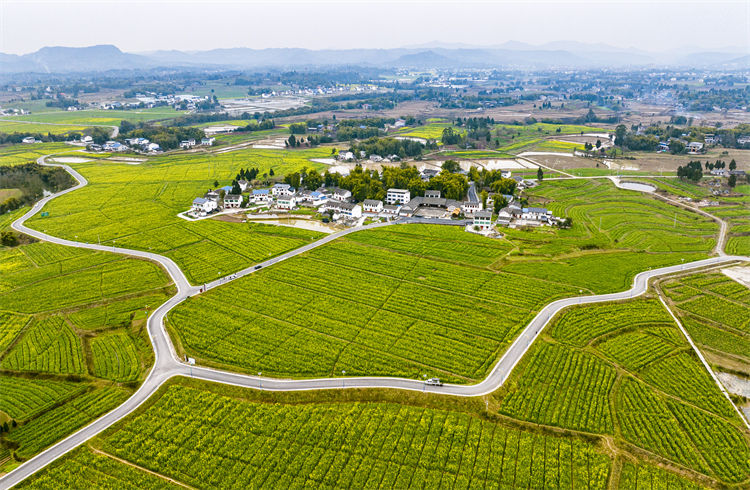 廣安區(qū)花橋鎮(zhèn)糧油基地。廣安區(qū)委宣傳部供圖