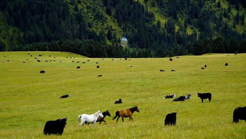玉科草原。劉劍攝
