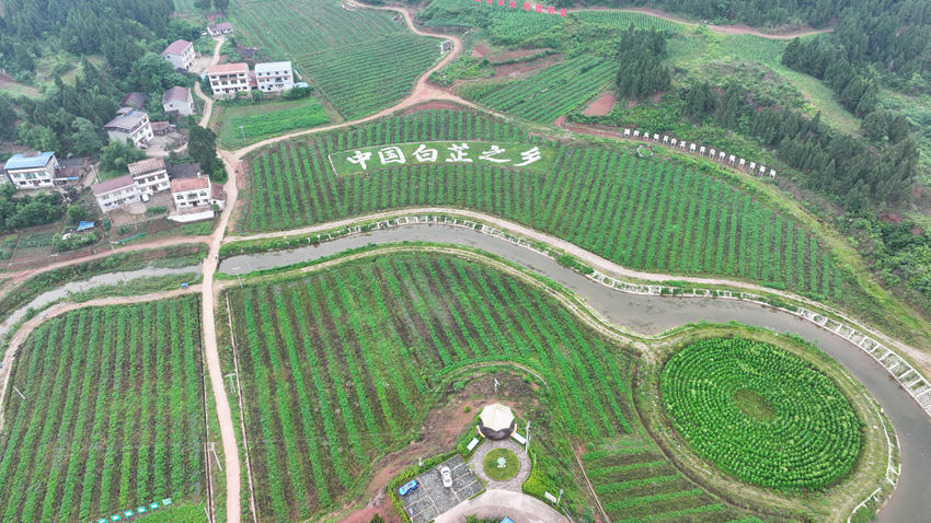 遂寧市船山區(qū)白芷現(xiàn)代農(nóng)業(yè)園區(qū)。屈超英攝