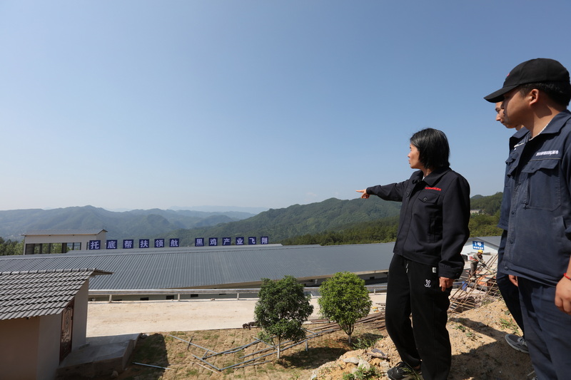 棉麻集團(tuán)舊院黑雞核心育種場。馬發(fā)海攝