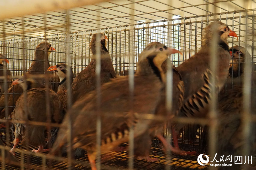 吳克單飼養(yǎng)的鷓鴣。人民網(wǎng) 趙祖樂攝