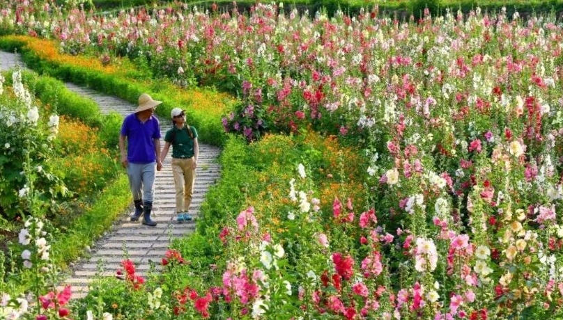 成都金堂：聯(lián)動(dòng)“世園會(huì)” 一朵蜀葵花帶動(dòng)游客來(lái)